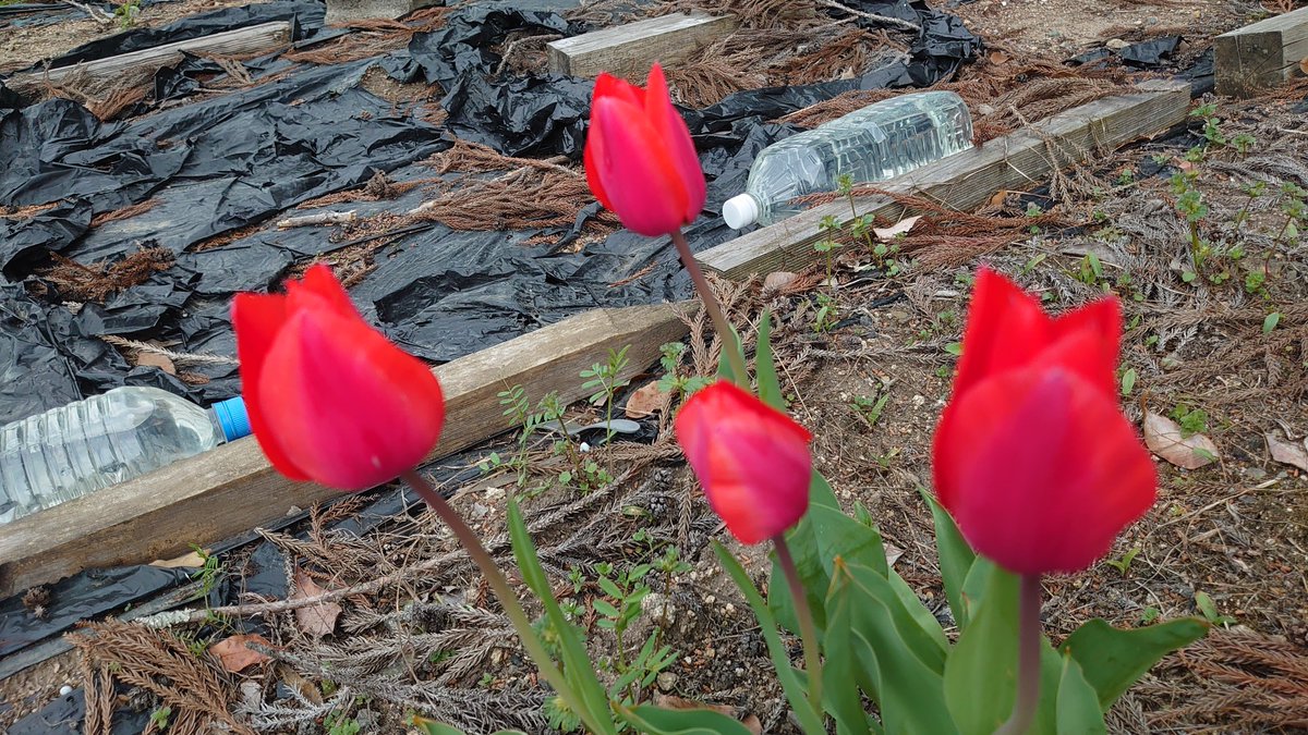 畑の脇に植えた覚えの無い野生のチューリップが咲いたら「春やなぁ…」と思う今日この頃