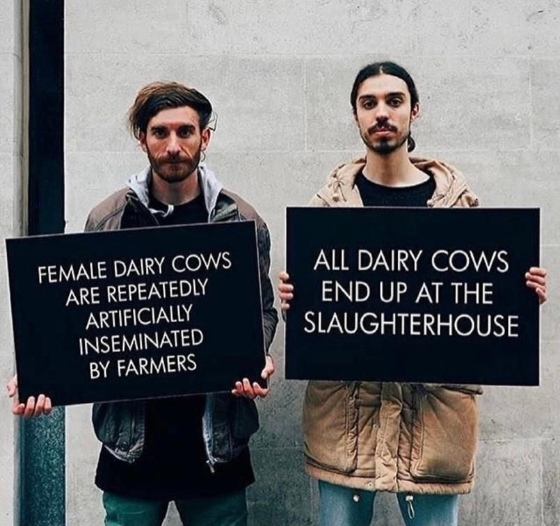 veganfuture's tweet image. All dairy cows end up at the slaughterhouse. #DitchDairy #GoVegan