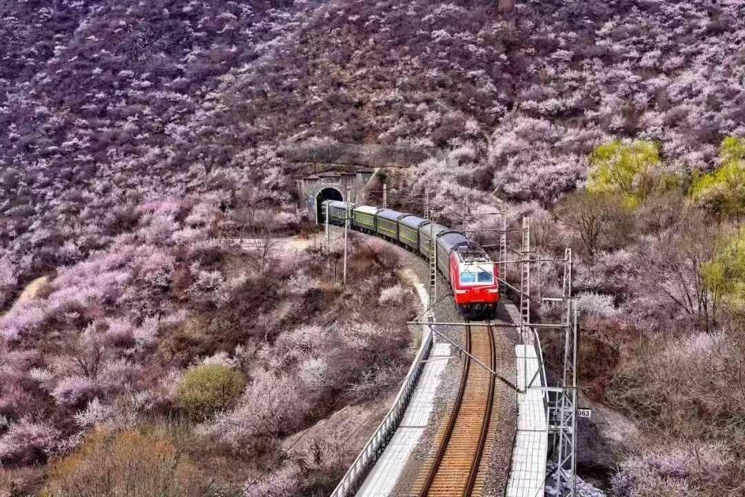CNLushanTrain's tweet image. 🌸🌸🌸The wind blows spring into the railway, and the flowers bloom like they've knocked over a color palette. The train departs from the sea of flowers, carrying a carriage full of warmth and anticipation, heading towards every blooming of flowers.
#ChinaLushanTrain #train