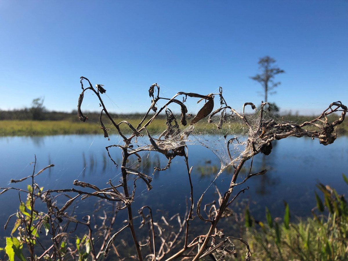 J’observe tweet media