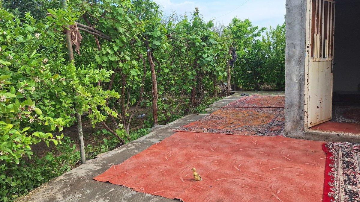 مصطفی محمودی tweet media