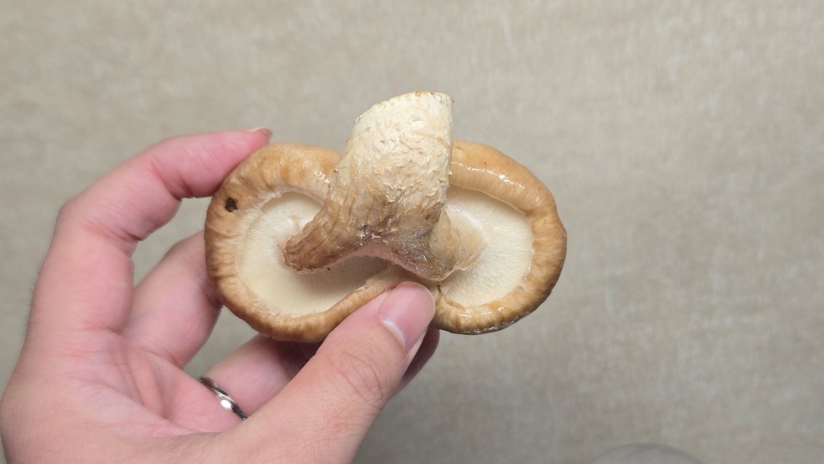 おパッチりんご tweet media