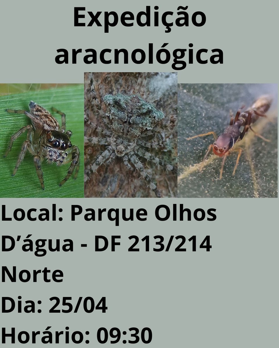 Aracno Cerrado tweet media