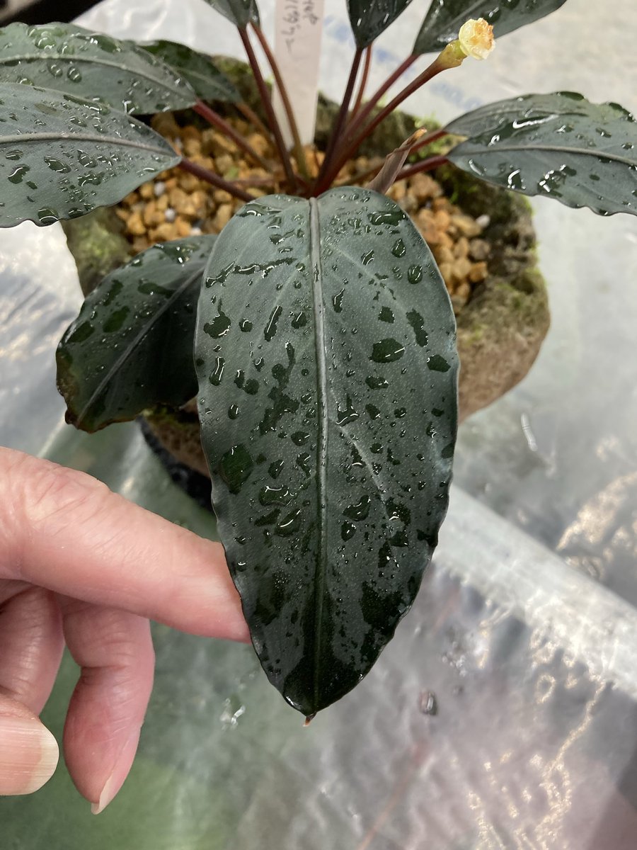 山水苑 tweet media