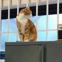 George The Stourbridge Junction Station Cat tweet media