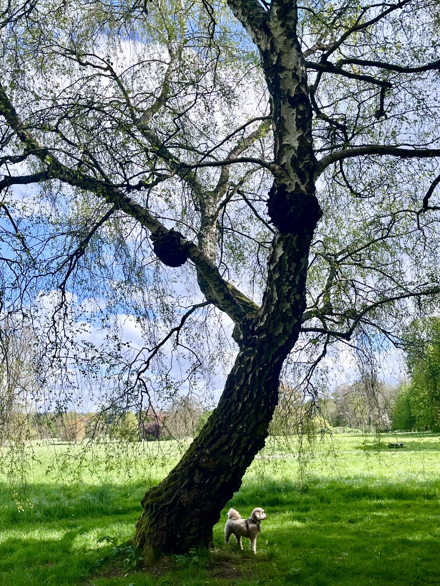 melanie_mjk's tweet image. Wishing everyone a Happy #Treesday with one of the beautiful Silver Birches &amp;amp; Ella in our local park! Have a great day! 🌿🌳🌿 #thicktrunktuesday #Tuesdaythoughts #Treepeople #Naturebeauty