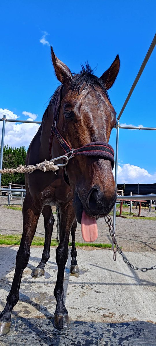 fujihorse730's tweet image. 久しぶりの投稿となってしまいました💦
急に暑い日が続いたので馬たちも綺麗に洗えるようになりました！
写真は一仕事終えてさっぱりしたオーヴァーくんです！
今週末は公認競技とRRCに出場予定！
がんばれー！
#オーヴァーネクサス
#RRC
#フジホースライディングクラブ