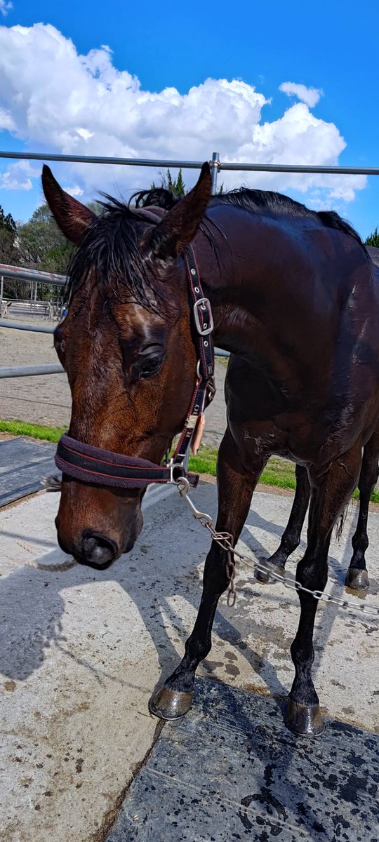 fujihorse730's tweet image. 久しぶりの投稿となってしまいました💦
急に暑い日が続いたので馬たちも綺麗に洗えるようになりました！
写真は一仕事終えてさっぱりしたオーヴァーくんです！
今週末は公認競技とRRCに出場予定！
がんばれー！
#オーヴァーネクサス
#RRC
#フジホースライディングクラブ