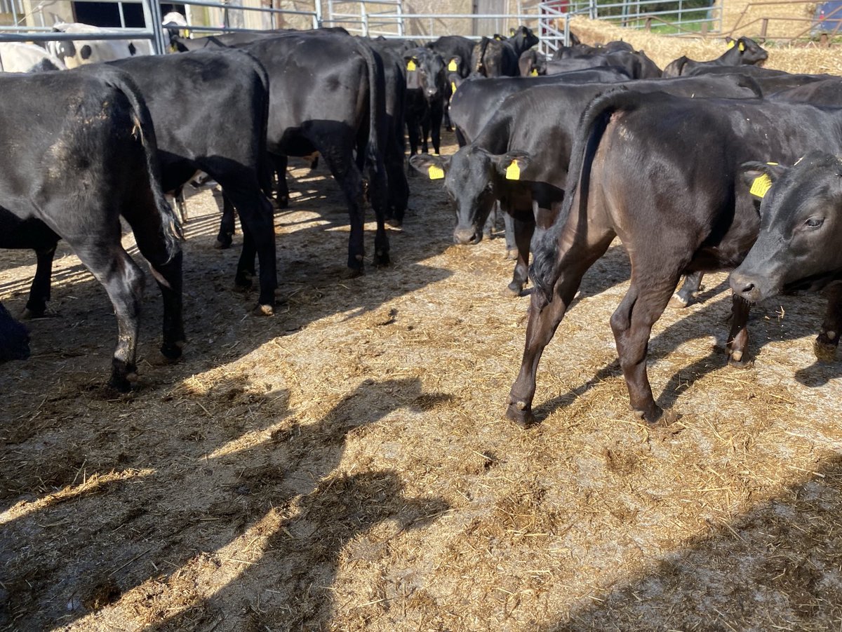 sussexfarming's tweet image. Fill a wagon or a trailer Sailsbury today good runs of blue &amp;amp; Angus set to grow on grain &amp;amp; grass, don’t forget harvest barley still sits at  £145 #farming #beef