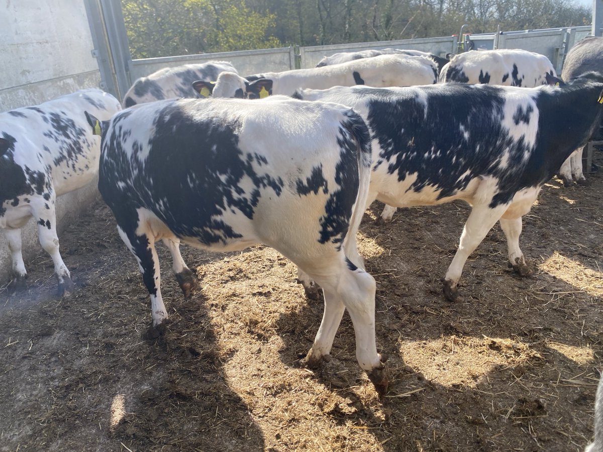 sussexfarming's tweet image. Fill a wagon or a trailer Sailsbury today good runs of blue &amp;amp; Angus set to grow on grain &amp;amp; grass, don’t forget harvest barley still sits at  £145 #farming #beef