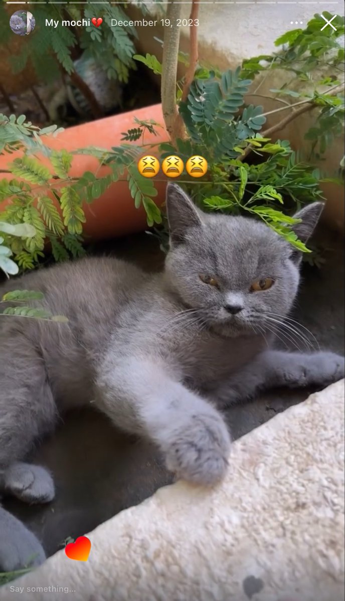 Z bint Mohamad tweet media