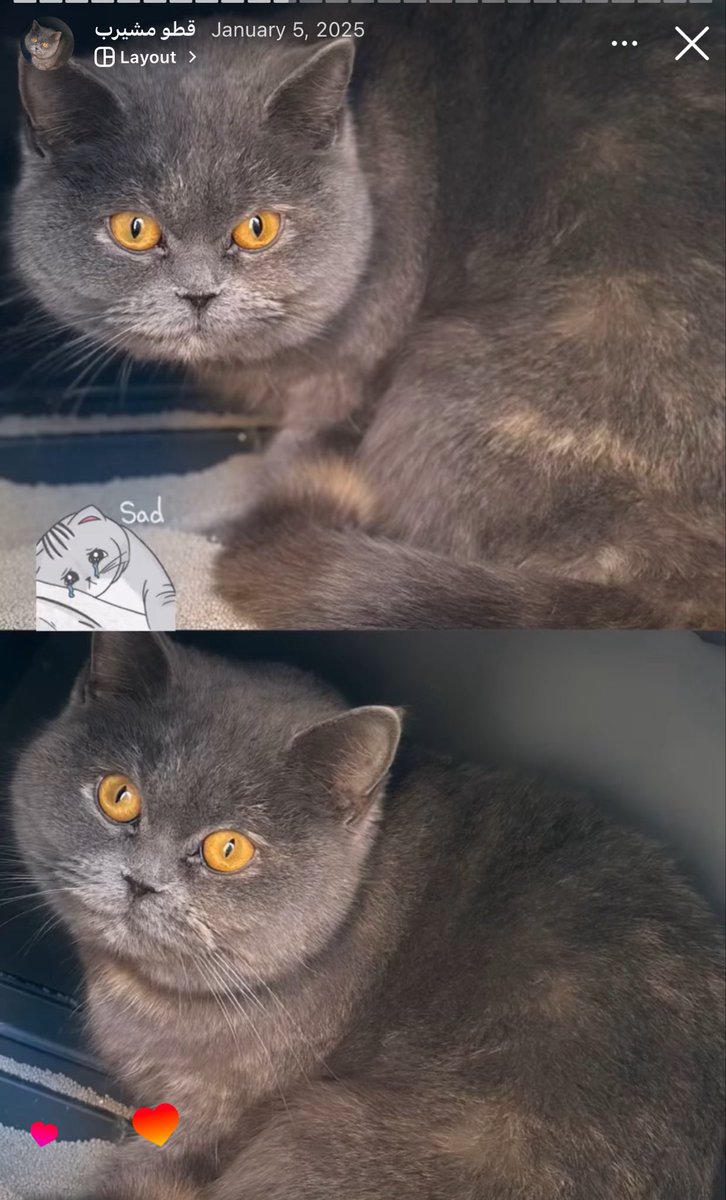 Z bint Mohamad tweet media