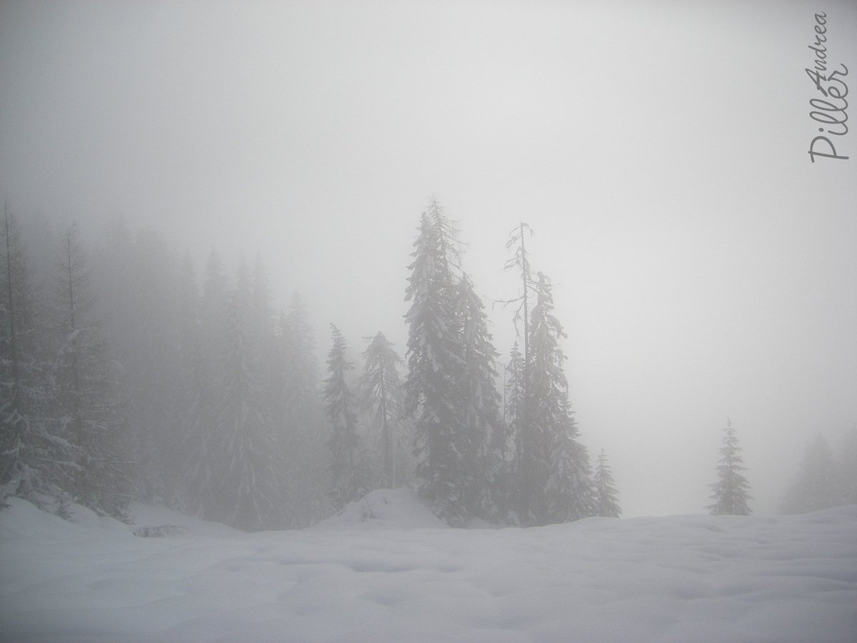 snow leopard #1 fan ✧˖°. ily tweet media