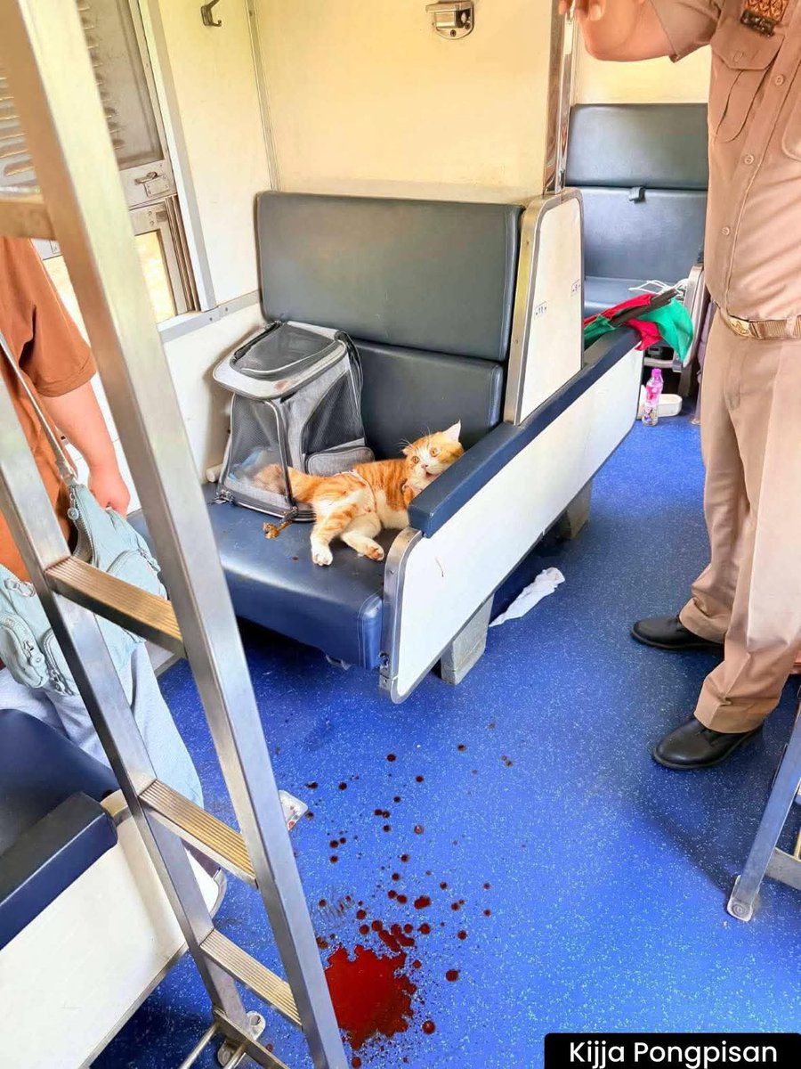 ฮ.นกฮูก(สีส้ม) tweet media