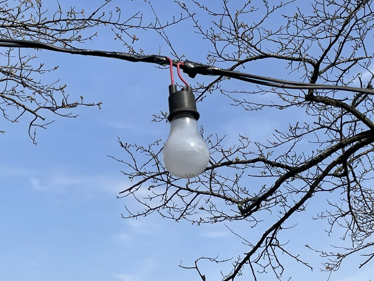 鷹巣中央公園の桜が咲きました🌸

大きい蕾も見つけました✨