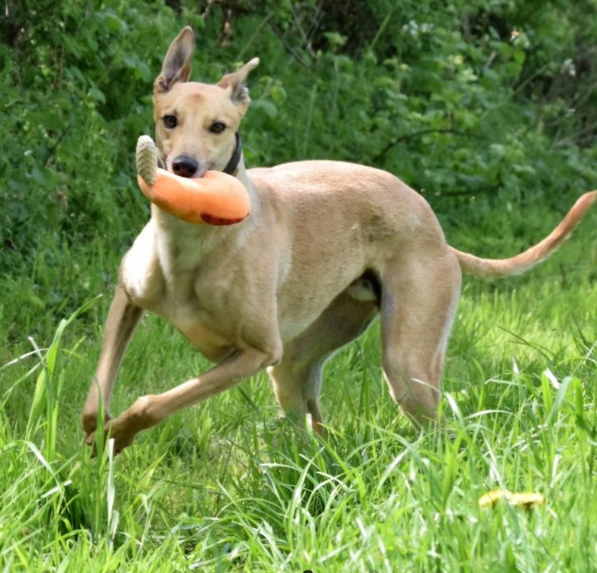 Hector’s Greyhound Rescue tweet media