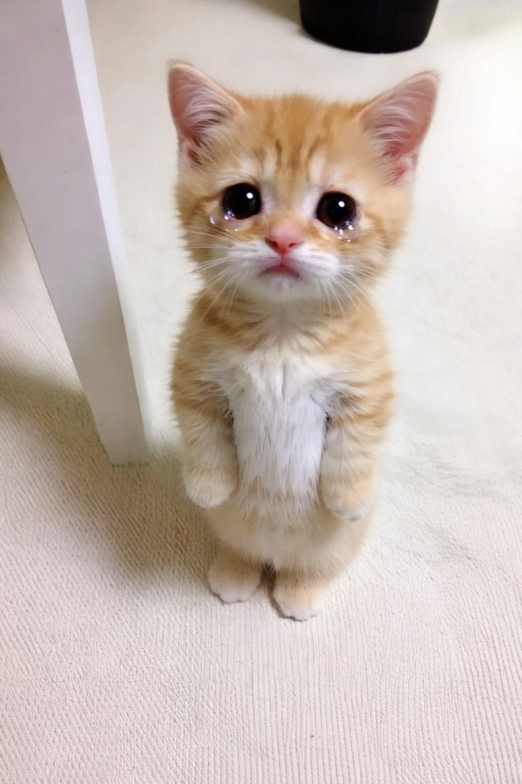 sia.มุแดงมีหนวดโบหยั่ย tweet media