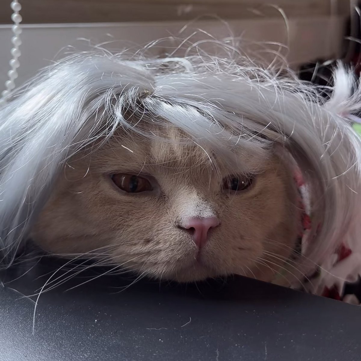 พี่แบเบลอ tweet media