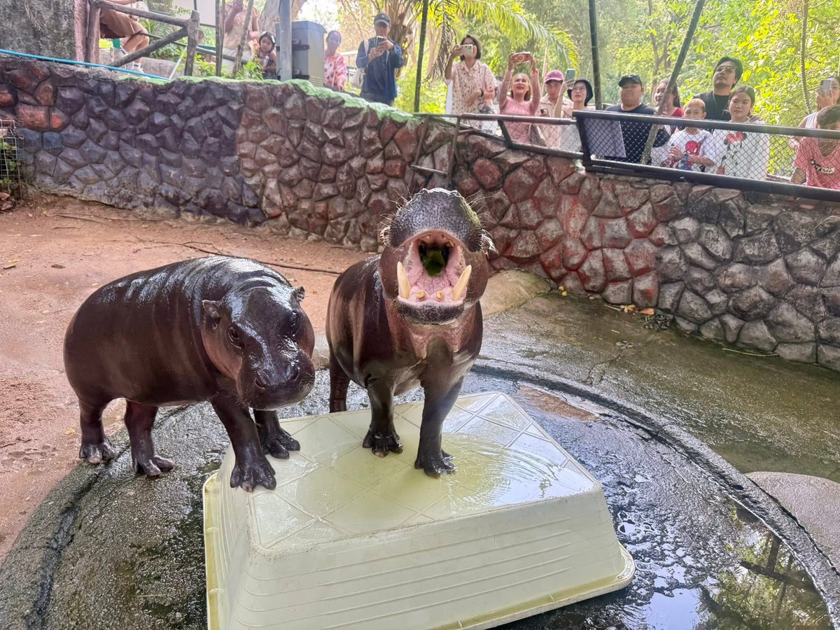 Khamoo.andthegang tweet media