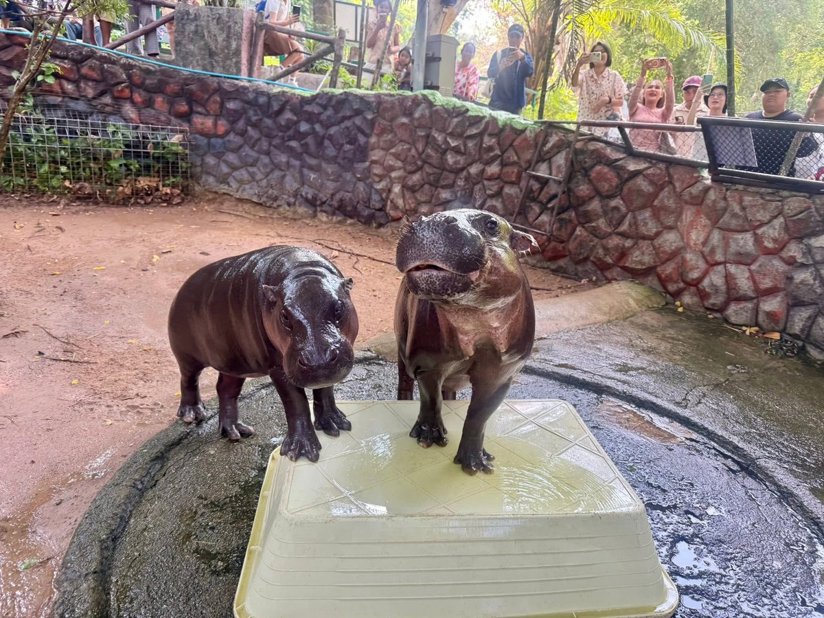 Khamoo.andthegang tweet media