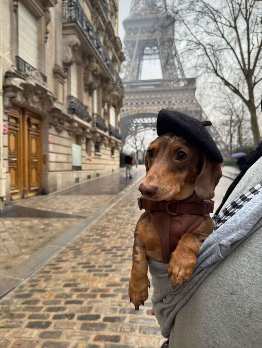 everything dogs 🐶 tweet media