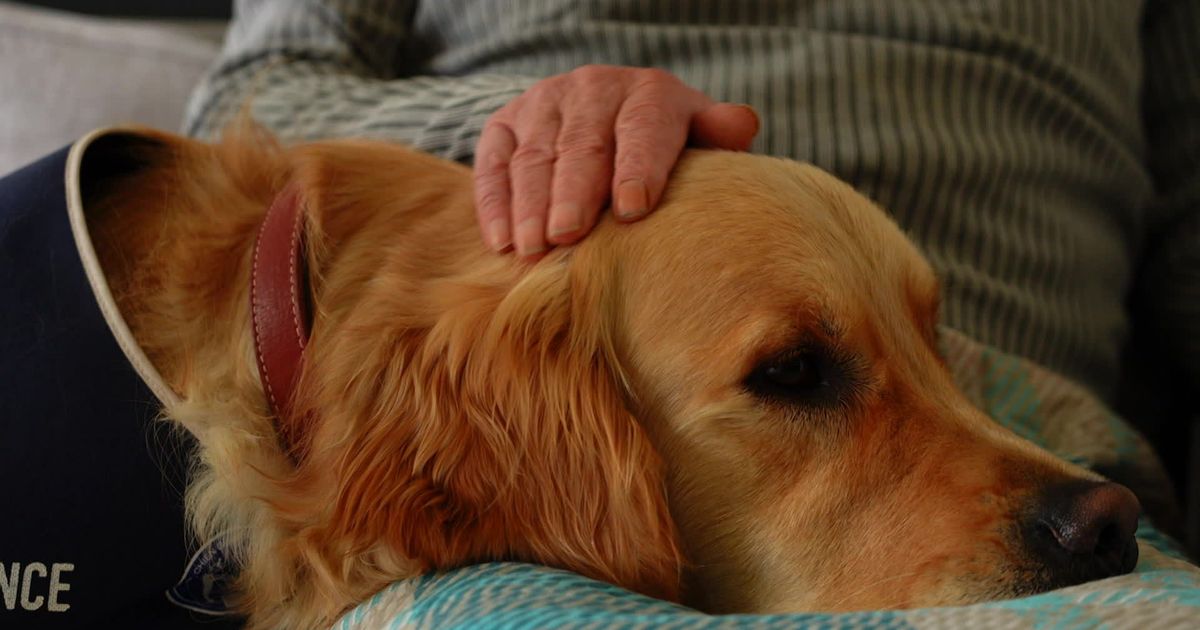 Vetitude's tweet image. 🐶 #Zoothérapie et #médiation : "Il nous enlève les angoisses", Vox apporte son aide précieuse aux résidents de cet #EHPAD

ow.ly/MukF50YI5nB