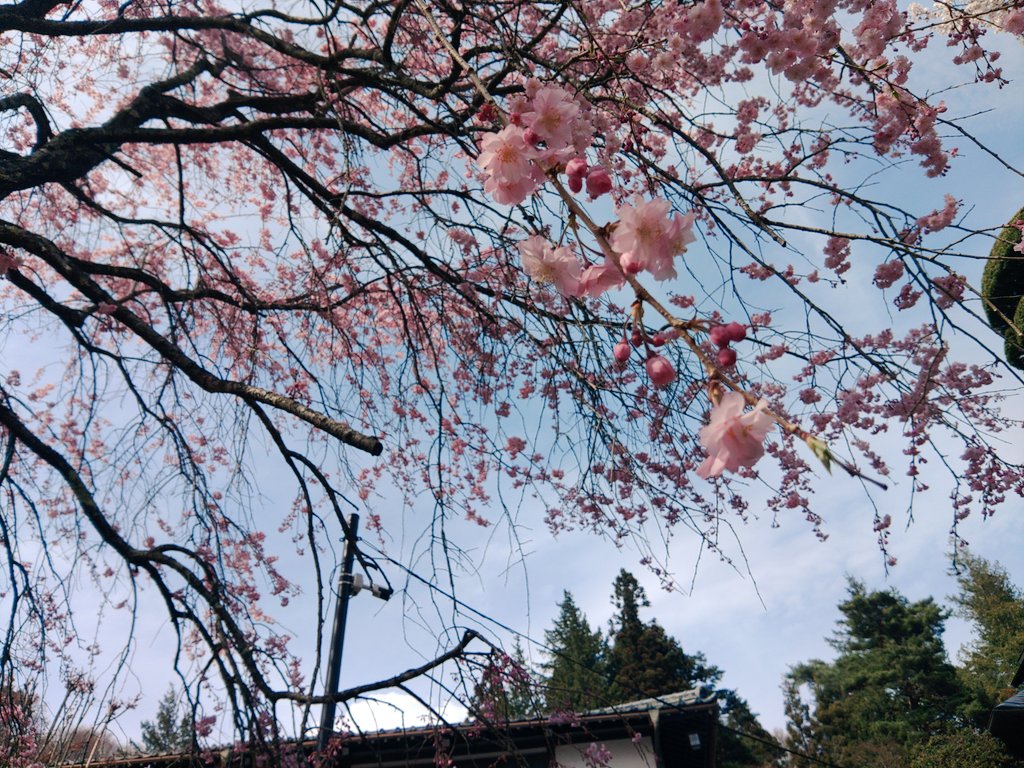 犬小屋親父 tweet media