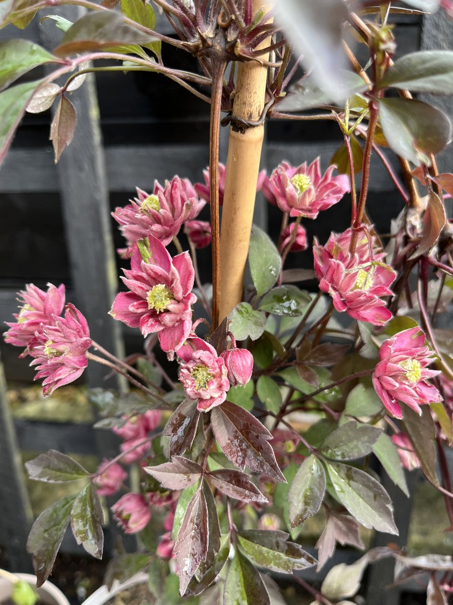 Morning, bought this Clematis Montana to go over a large oak arch as my ...