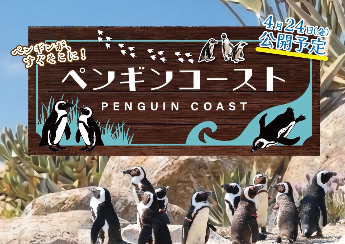 kobe_doubutsu's tweet photo. ペンギン展示場が4/24(金)に『ペンギンコースト』としてリニューアルオープン🐧

リニューアルにより、展示場が2つに増設！約50羽のケープペンギンたちがいきいきと過ごす、野生本来の姿を間近に観察することができます✨

リニューアルまで約１週間！お楽しみに！ https://t.co/A7Wbk1eKhW