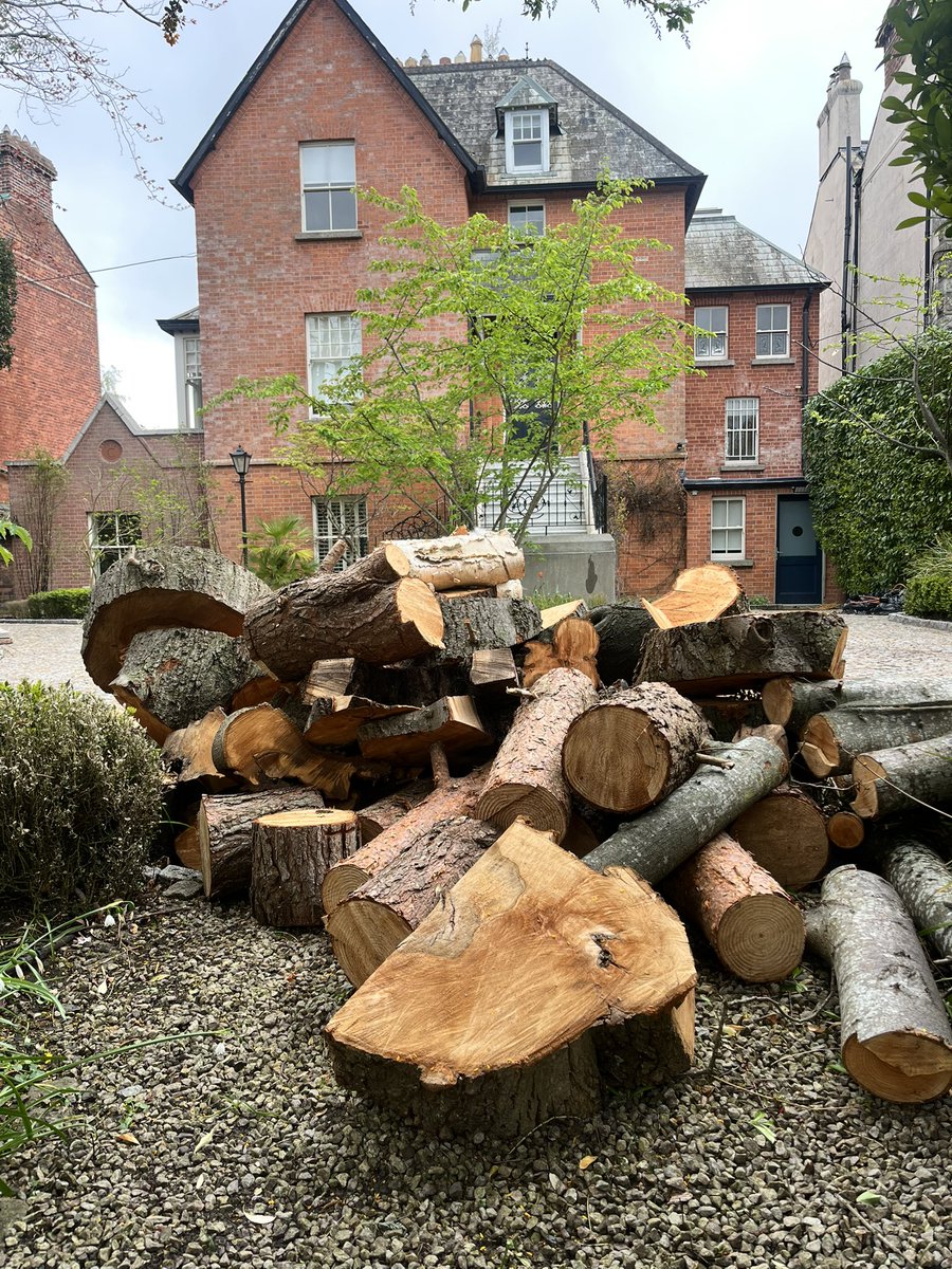 benmccabestudio's tweet image. Did you know there are only 6 tree preservation orders in the whole of Dublin City? (30 times less, than comparable UK cities). Because of this, mature urban trees are felled regularly, without repercussions by developers &amp;amp; purchasers. #protectourtrees #habitats @naturesounds