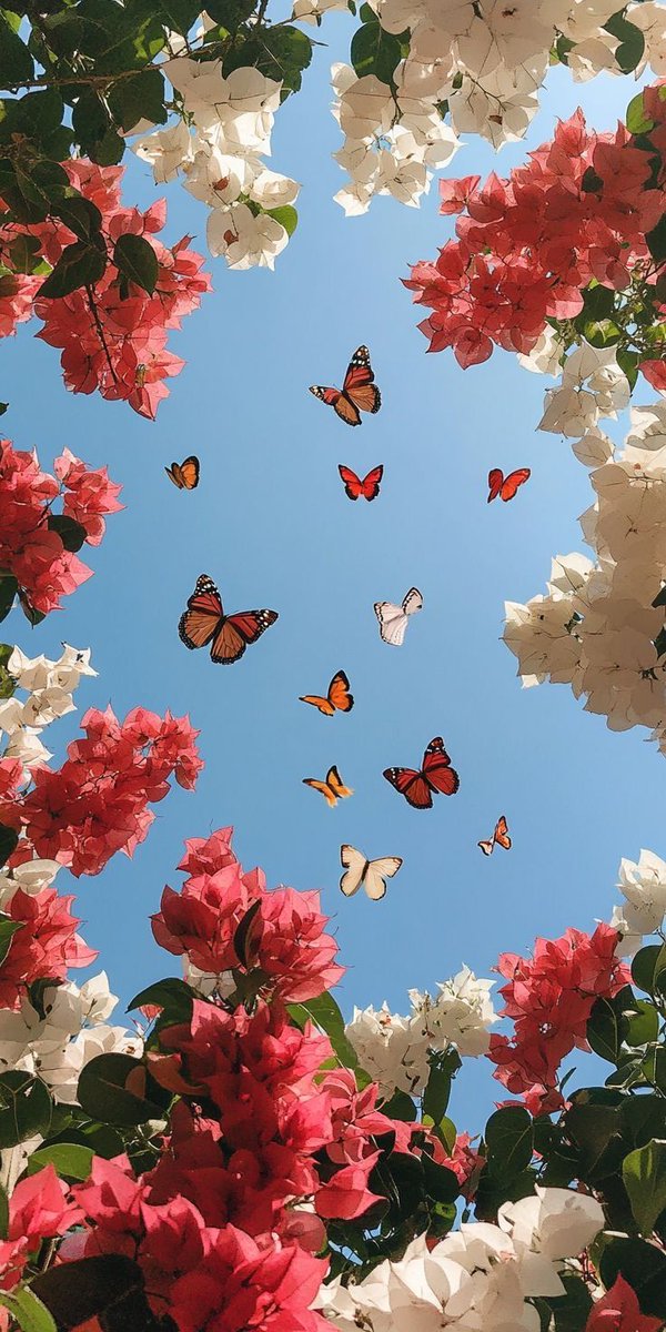 Butterflies in bloom