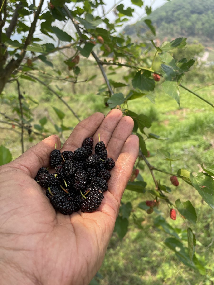 narayan wagle tweet media