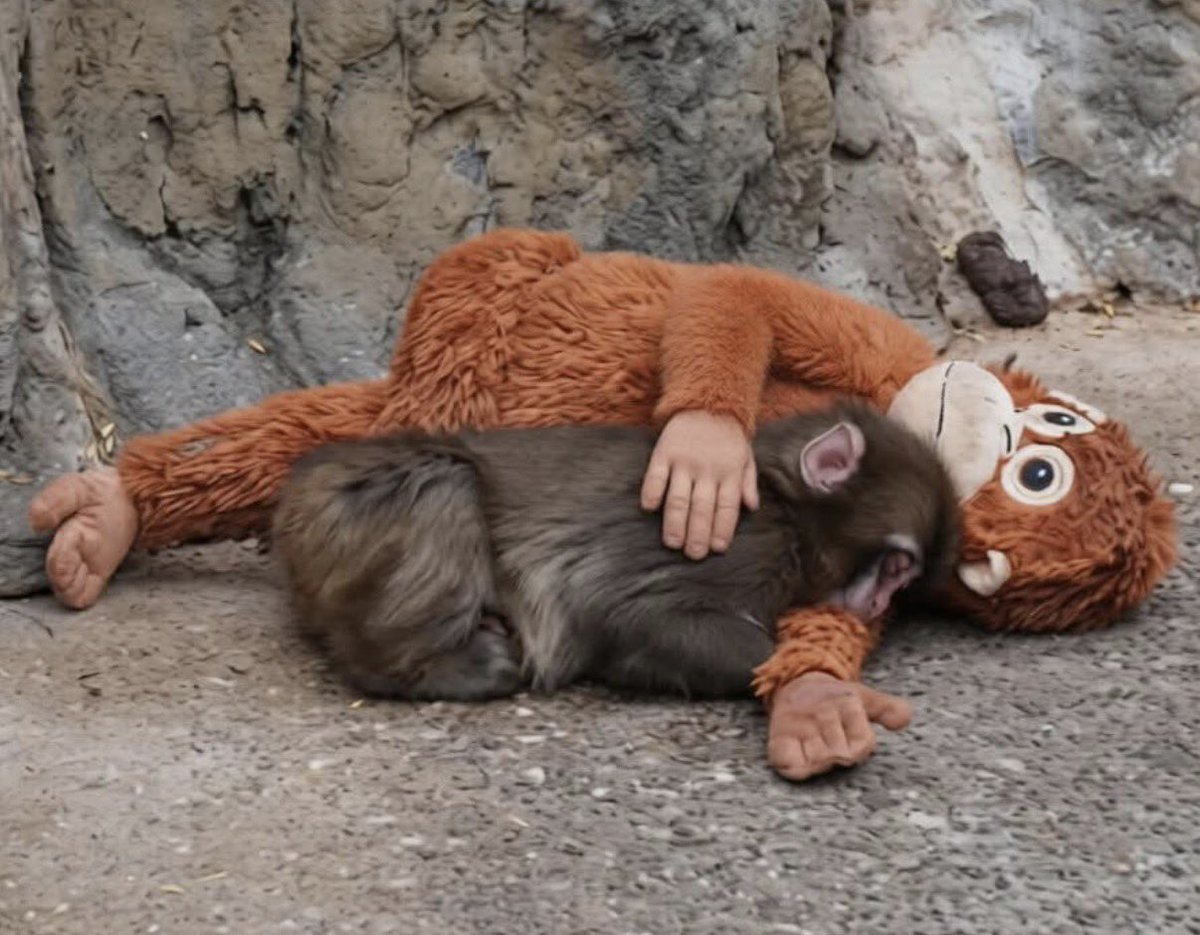 오란 엄마랑 꼭 안고 따뜻하게 자는 펀치 🐒
꿈속에서는 진짜 엄마, 아빠를 만나고 있을지도요 🥹