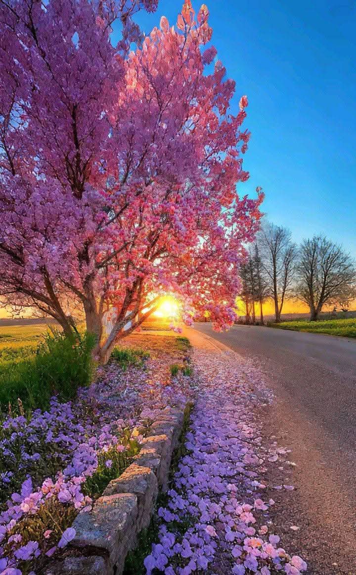 dany_grazia's tweet photo. ೃ⁀➷✿🤍 🥀🍃
_____ Good morning friends

  🌺🥀🍀🌷🌾🌸🌿🌺🪻 https://t.co/IhzJDT1JA9