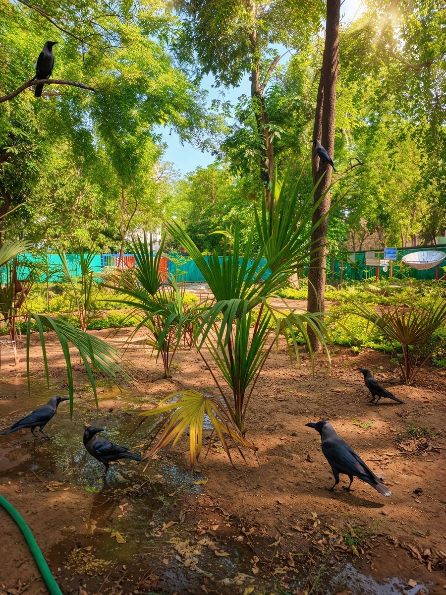 NisargCSC's tweet image. નિસર્ગ સાયન્સ સેન્ટરના સુંદર સાયન્સ પાર્કમાં કુદરતી સૌંદર્ય વચ્ચે એક રસપ્રદ દૃશ્ય! 🌿☀️
આ હરિયાળી અને શાંત વાતાવરણમાં તમને કેટલા કાગડા 🐦‍⬛દેખાય છે? 🤔 
👉 તમારો જવાબ કોમેન્ટમાં જણાવો! #NatureBeauty #SciencePark #ObserveNature #FunWithScience
@InfoGujcost @narottamsahoo
@dstGujarat