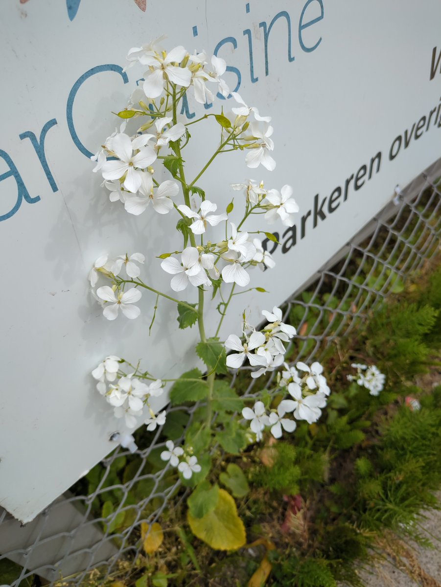 peter hegi tweet media