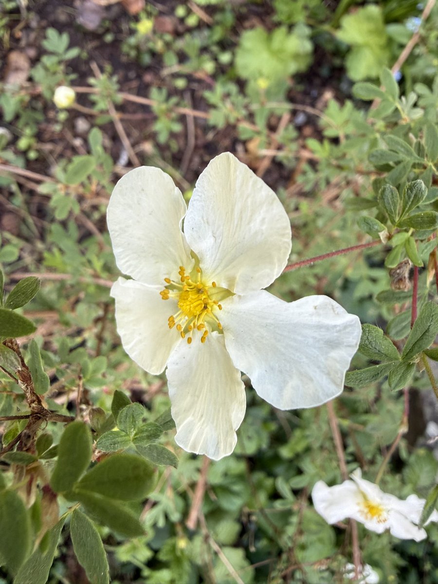 TheresaPengelly's tweet image. Good Morning. Photo taken in #mygarden yesterday 
#flowerphotography