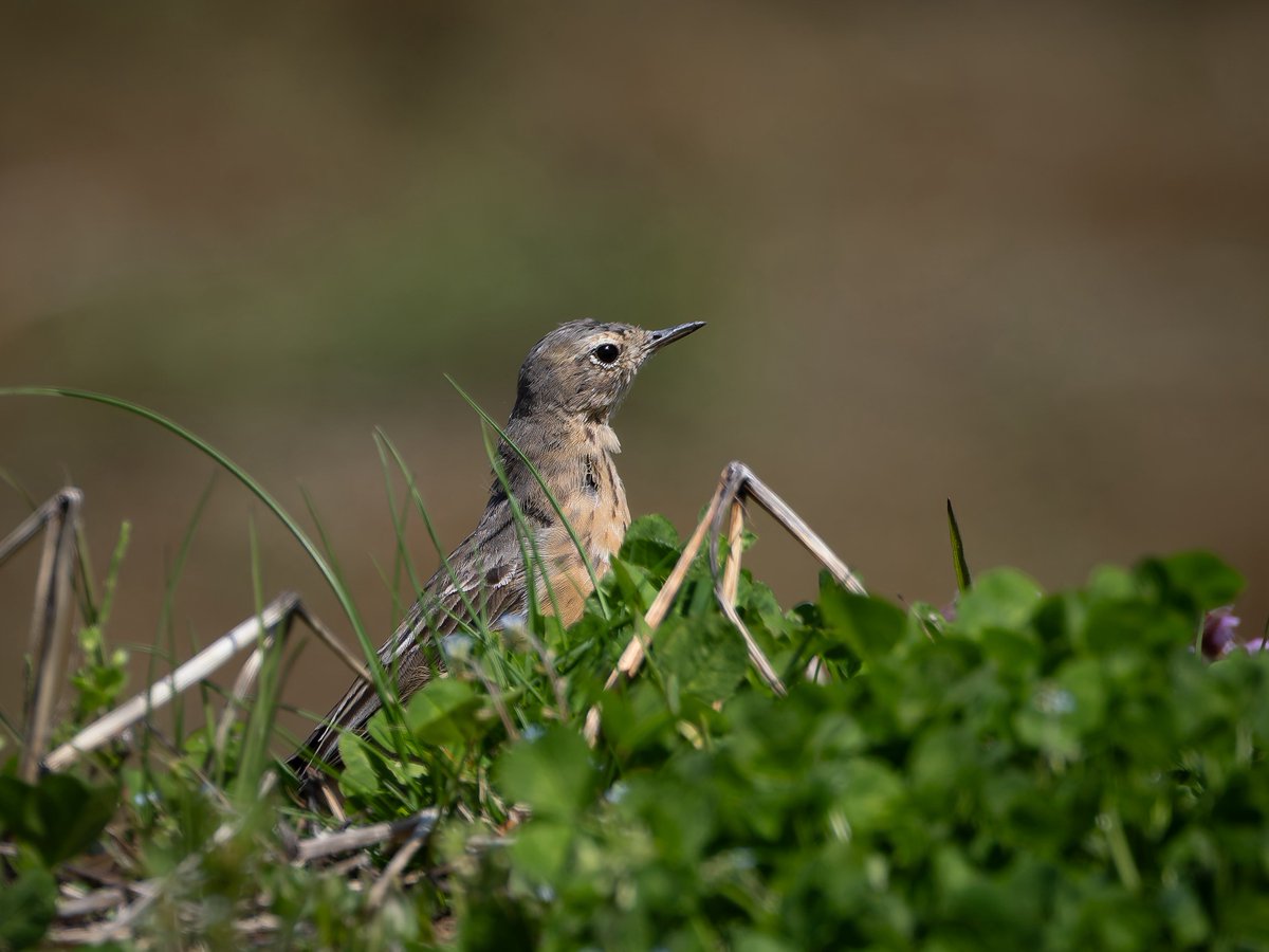 日本野鳥の会富士山麓支部 tweet media