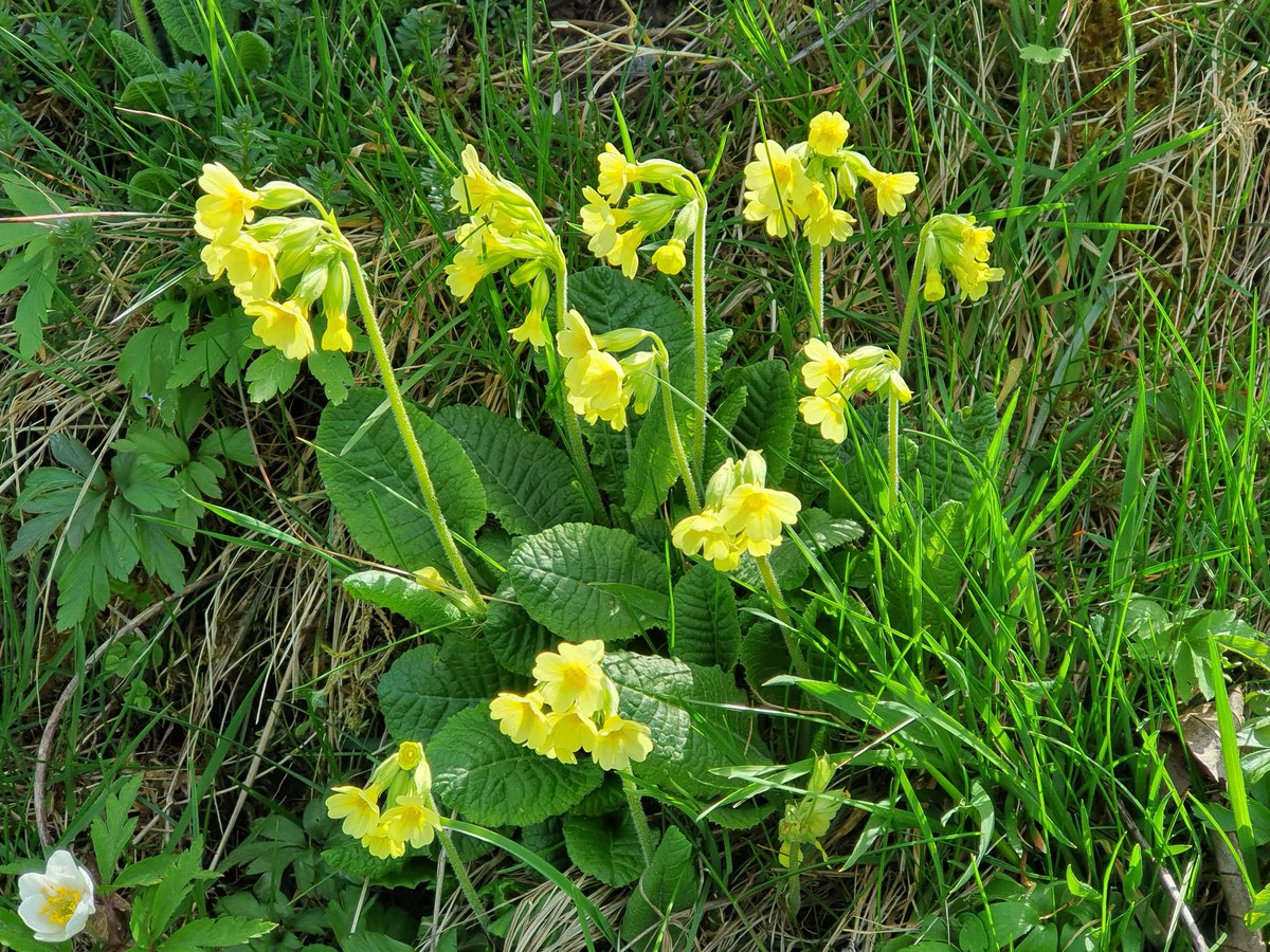 Günter Schmidt tweet media