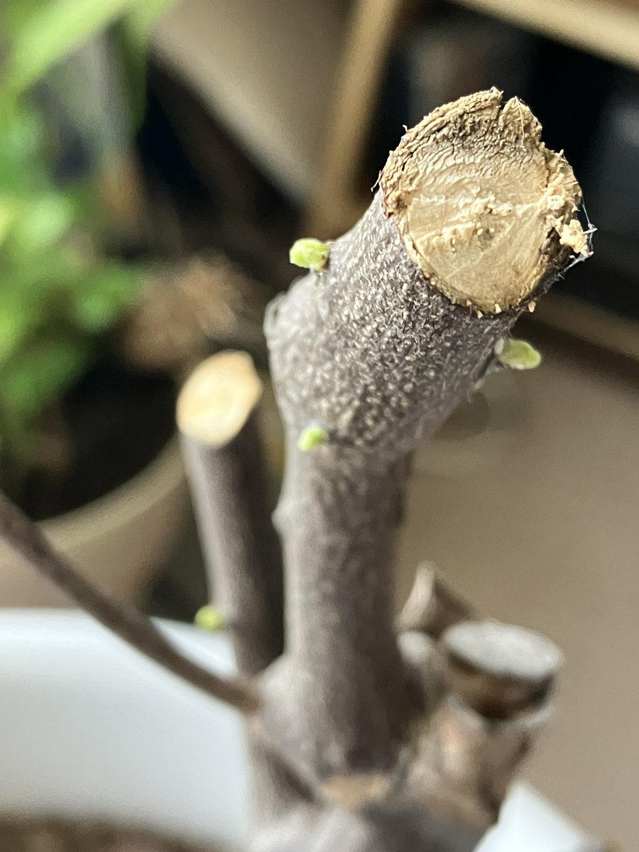 chitake's tweet photo. ゆっくりですが着実に成長しています　強剪定後のカレーリーフ　#curryleaf #カレーリーフ https://t.co/H8fkKSw7U7