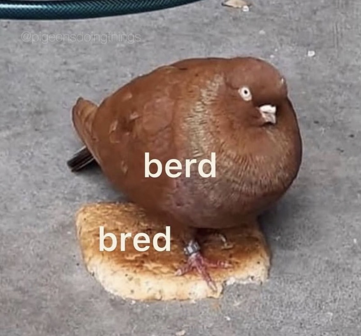 Respectful Memes tweet media