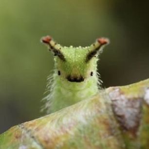 ‧₊☘️˖˚ 𝐋𝐞𝐚𝐟 !✩| SUPPORT REN tweet media