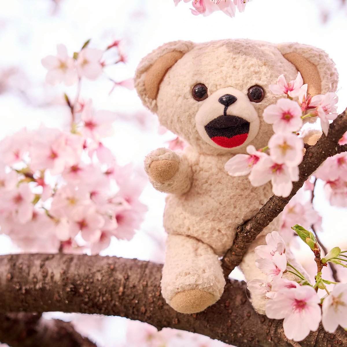 fafa_bear's tweet photo. ことしもさくらがと～ってもきれいだったな☆
えがおもさくらも、まんかい♪ https://t.co/BAIhocDJaN