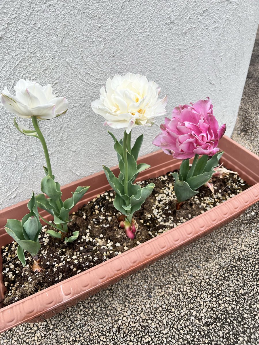 𝕡𝕚𝕪𝕠🐣💜 tweet media