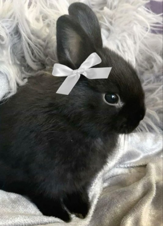 Eruka of shedtwt | Dallis tweet media