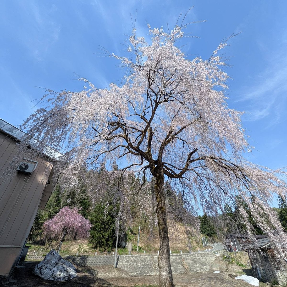 haratake tweet media