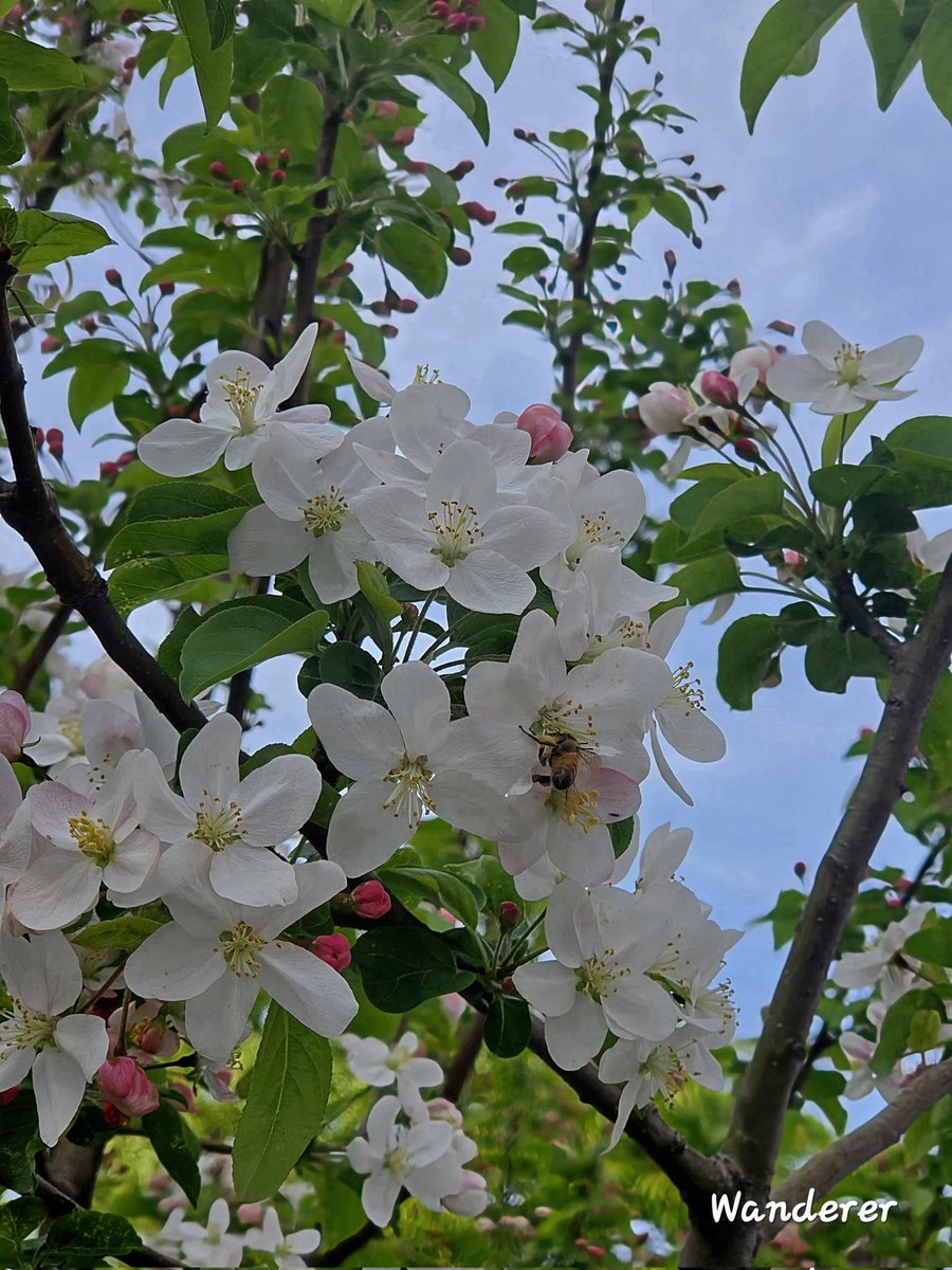sukoya979's tweet image. Crab Apple Tree🍏🍎💚#photography
​#photooftheday  #nature