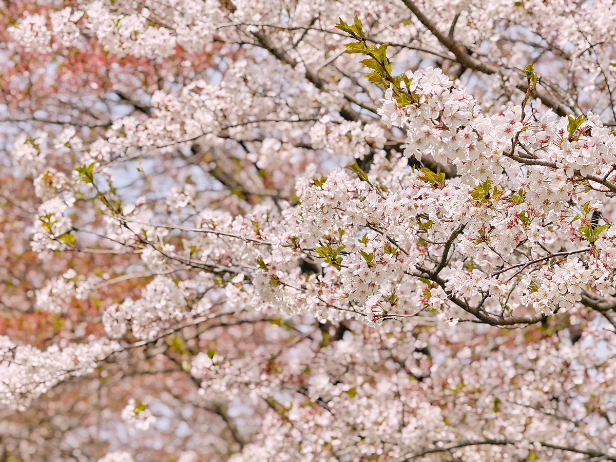 ゆいと tweet media