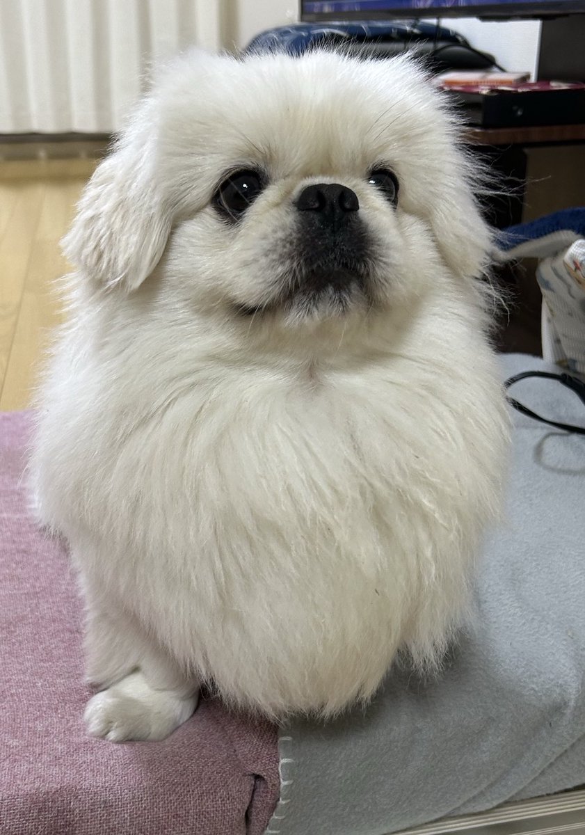 mumutoomochi's tweet photo. 仲間になりたそうにこちらを見ている。 https://t.co/DAc23QbILq