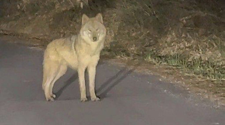 동물복지 봇 tweet media